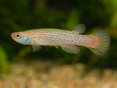 Rivulus tenuis Rivulus tenuis